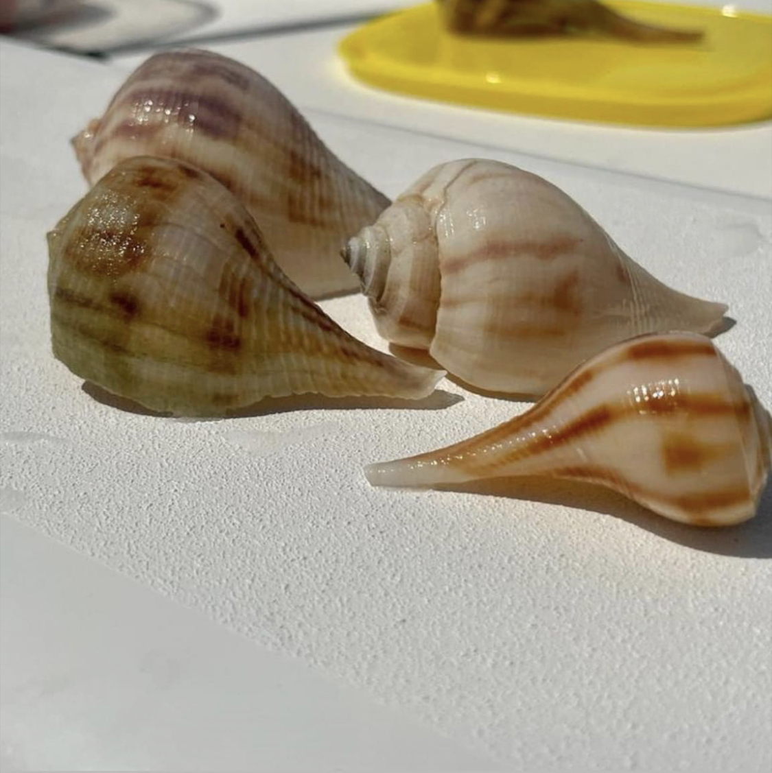 Four conch shells on a white surface with sunlight casting shadows.