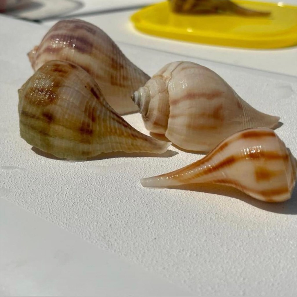 The Pear Whelk