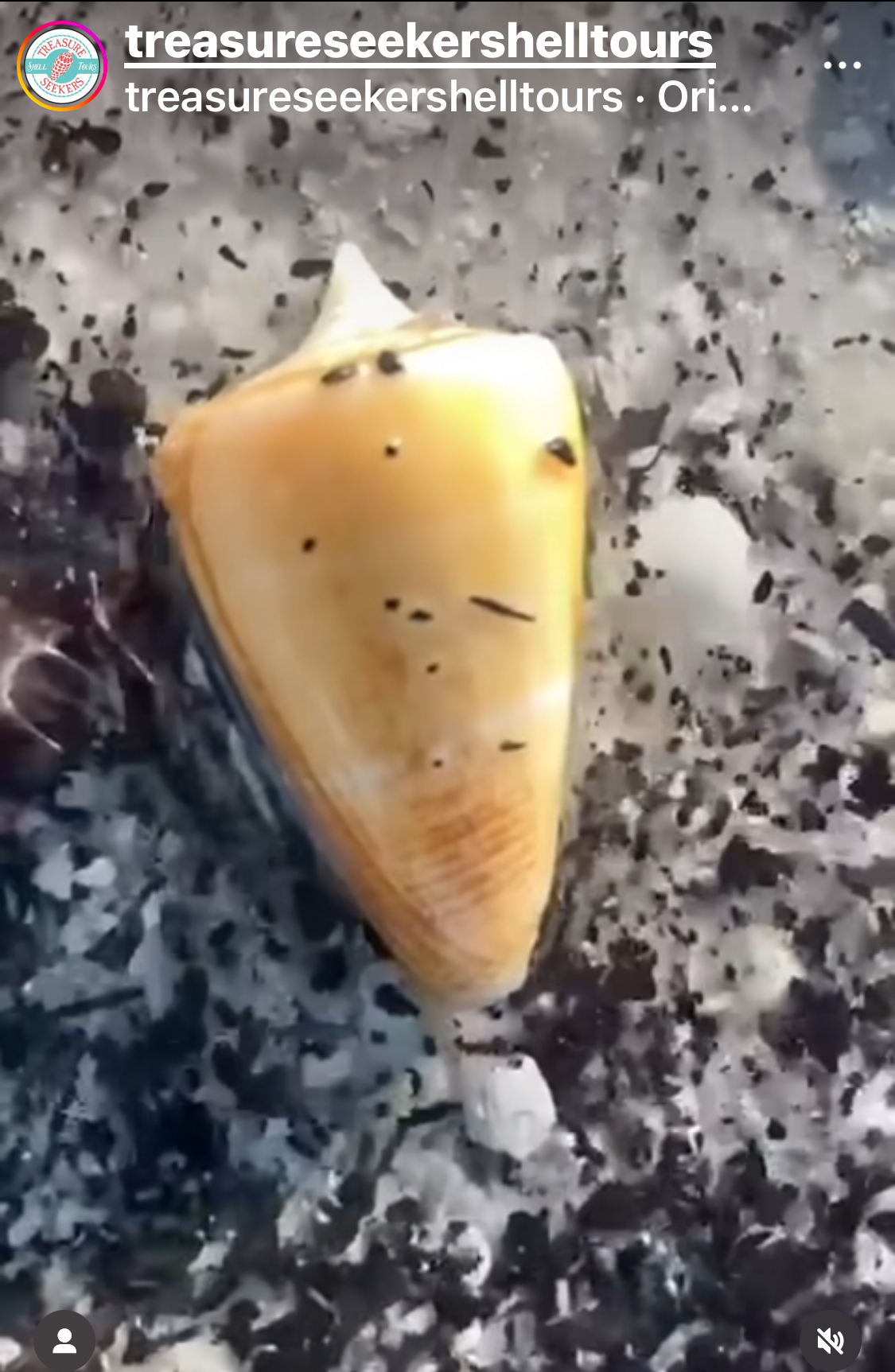 Close-up of a cone-shaped seashell on a speckled surface.