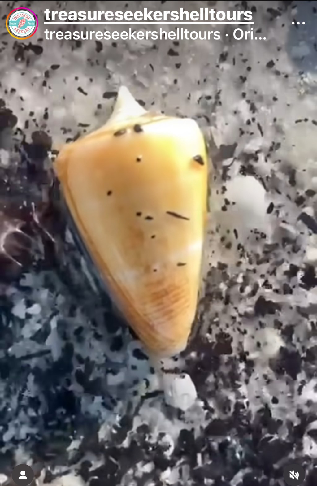 The Florida Cone: A Treasured Shell
