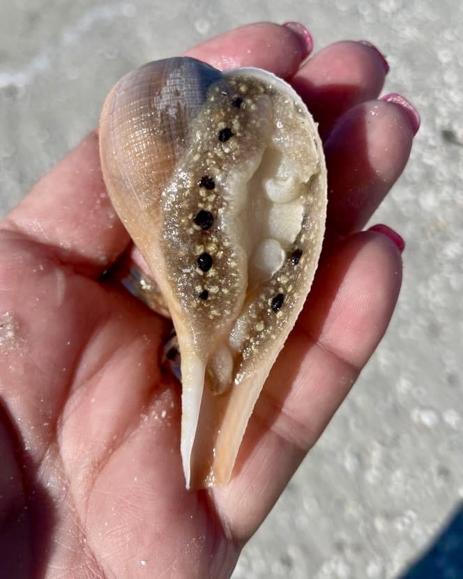 Hand holding a seashell with black spots and textured surface.