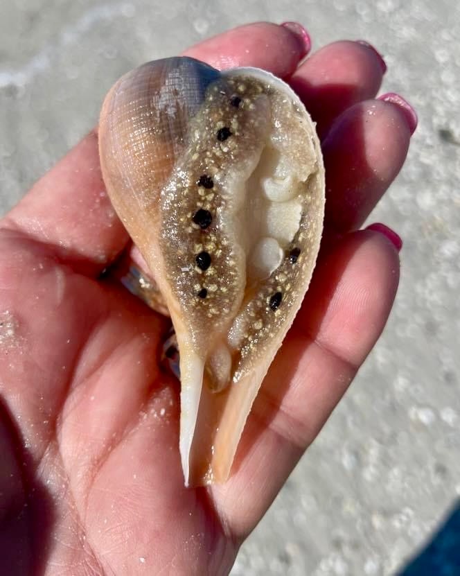 The Atlantic Fig Snail
