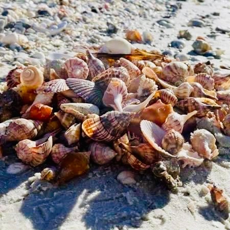 Florida Seashell Identification Guide: Shells You Can Find on Florida’s Beaches