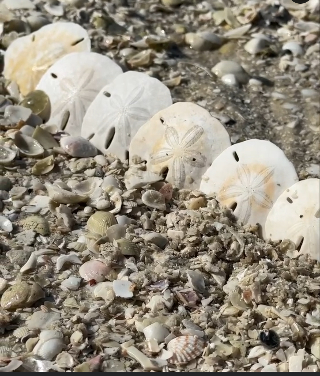 Sand dollars aligned on a beach among various small shells.