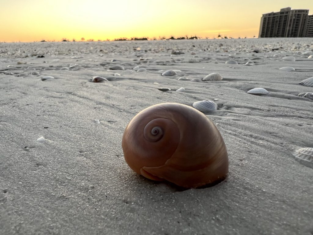 Top 5 Shelling Spots on Marco Island