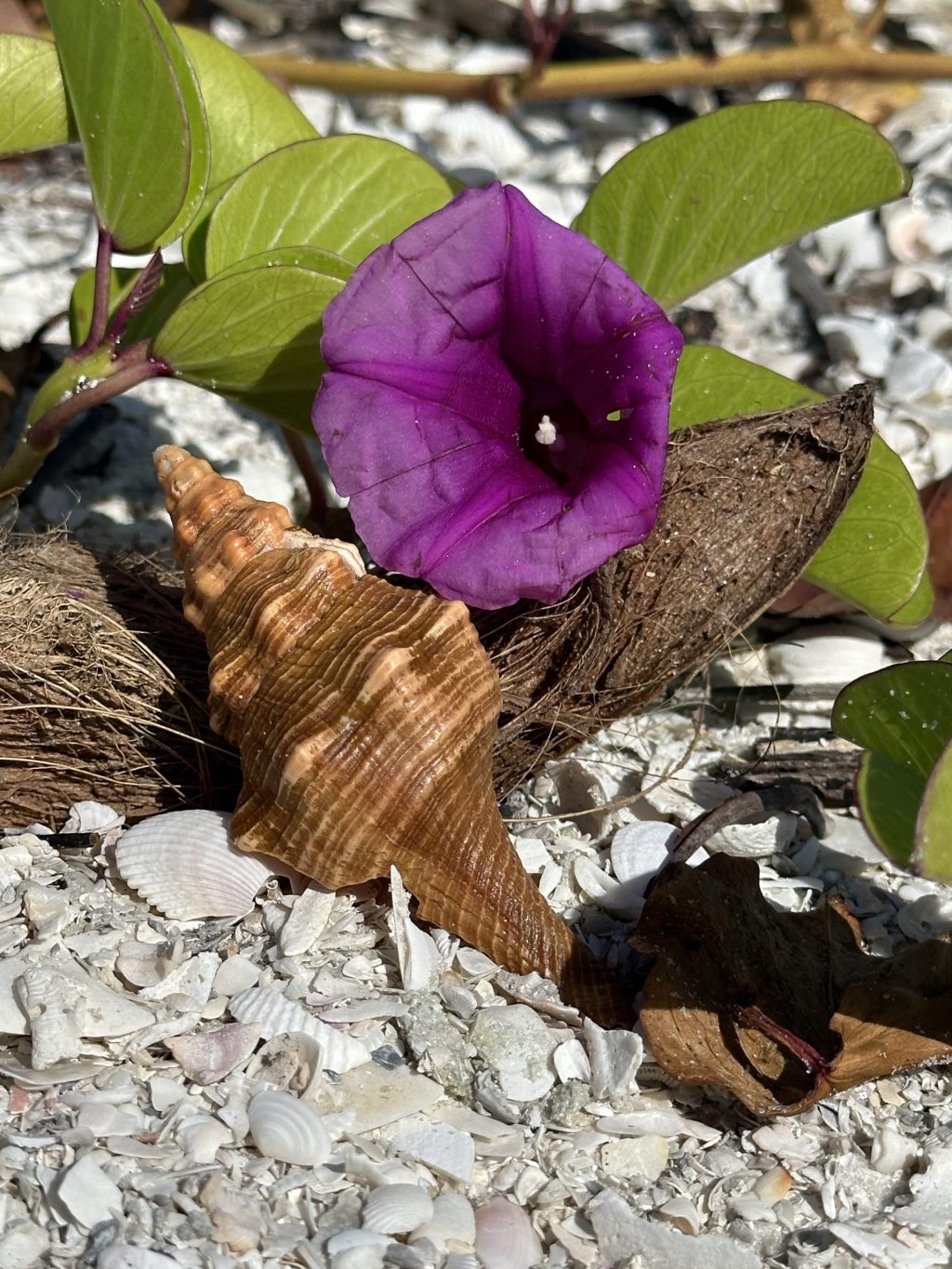 Discovering Delight: The Beauty of Southwest Florida’s Shells