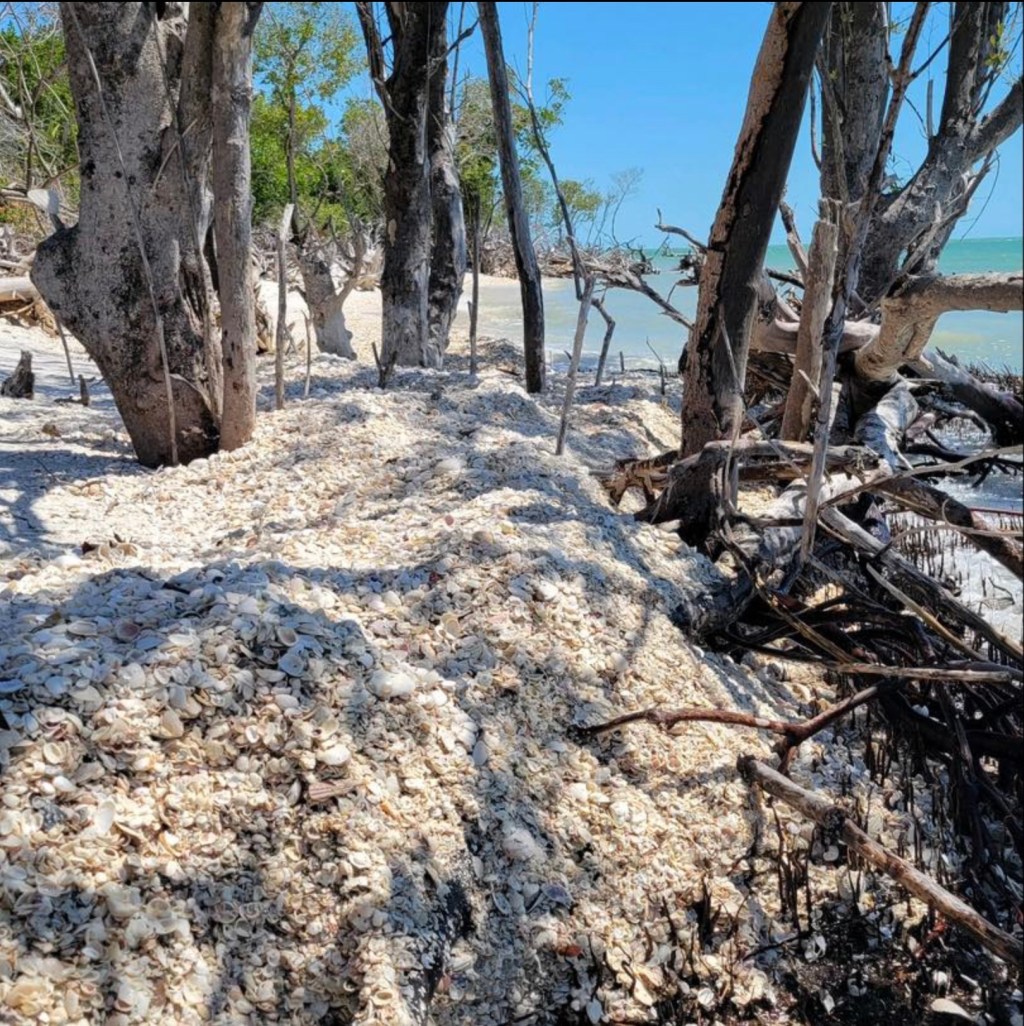 Why the Ten Thousand Islands are a must-visit for Shelling Enthusiasts