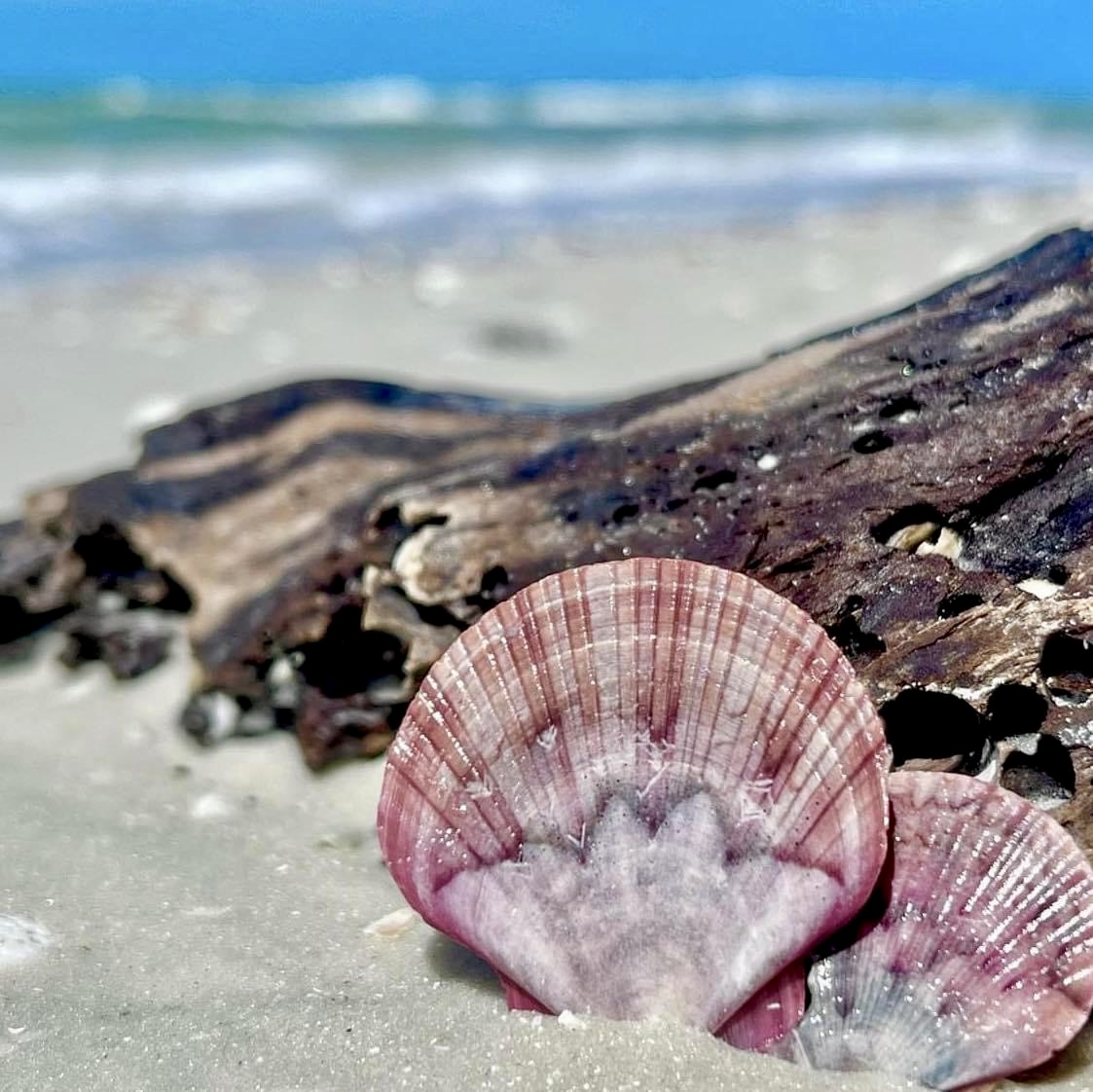 Close-up of seashells on a sandy beach with blurred ocean waves in the background.