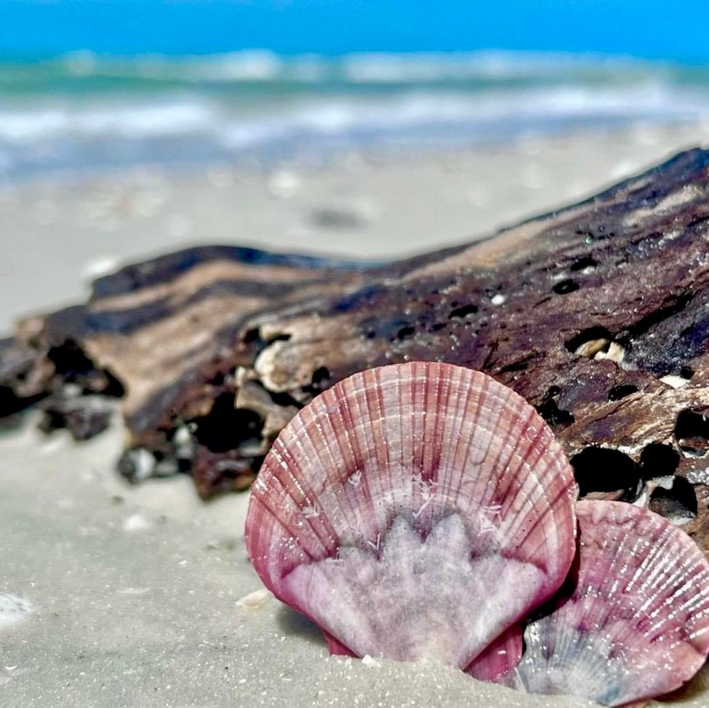 Unlocking the Shelling Treasures: A Shelling Forecast for July to September