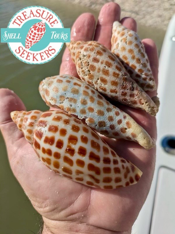 Winter Shelling Magic: Uncovering Treasures in the Ten Thousand Islands