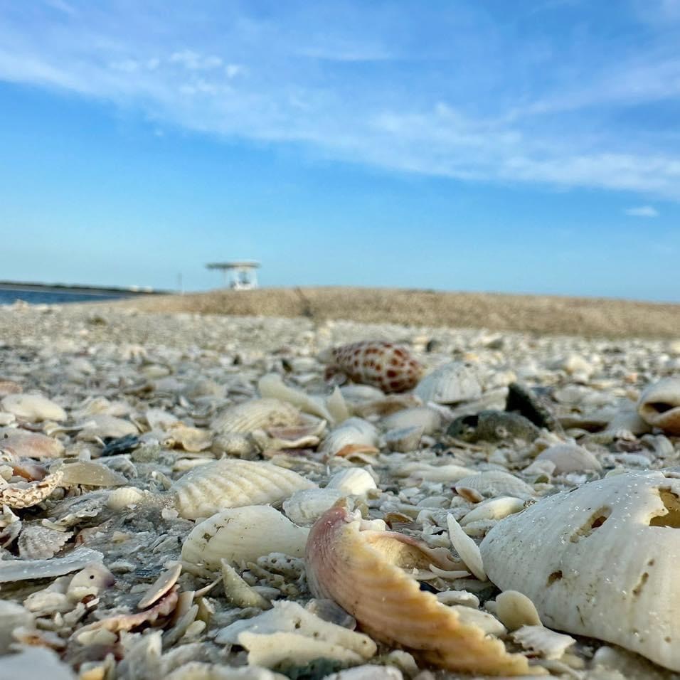 Unveiling the Seashell Secrets of Southwest Florida