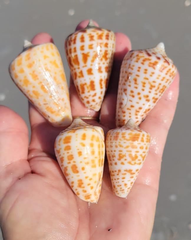 August Shelling Forecast: Marco Island & The Ten Thousand Islands