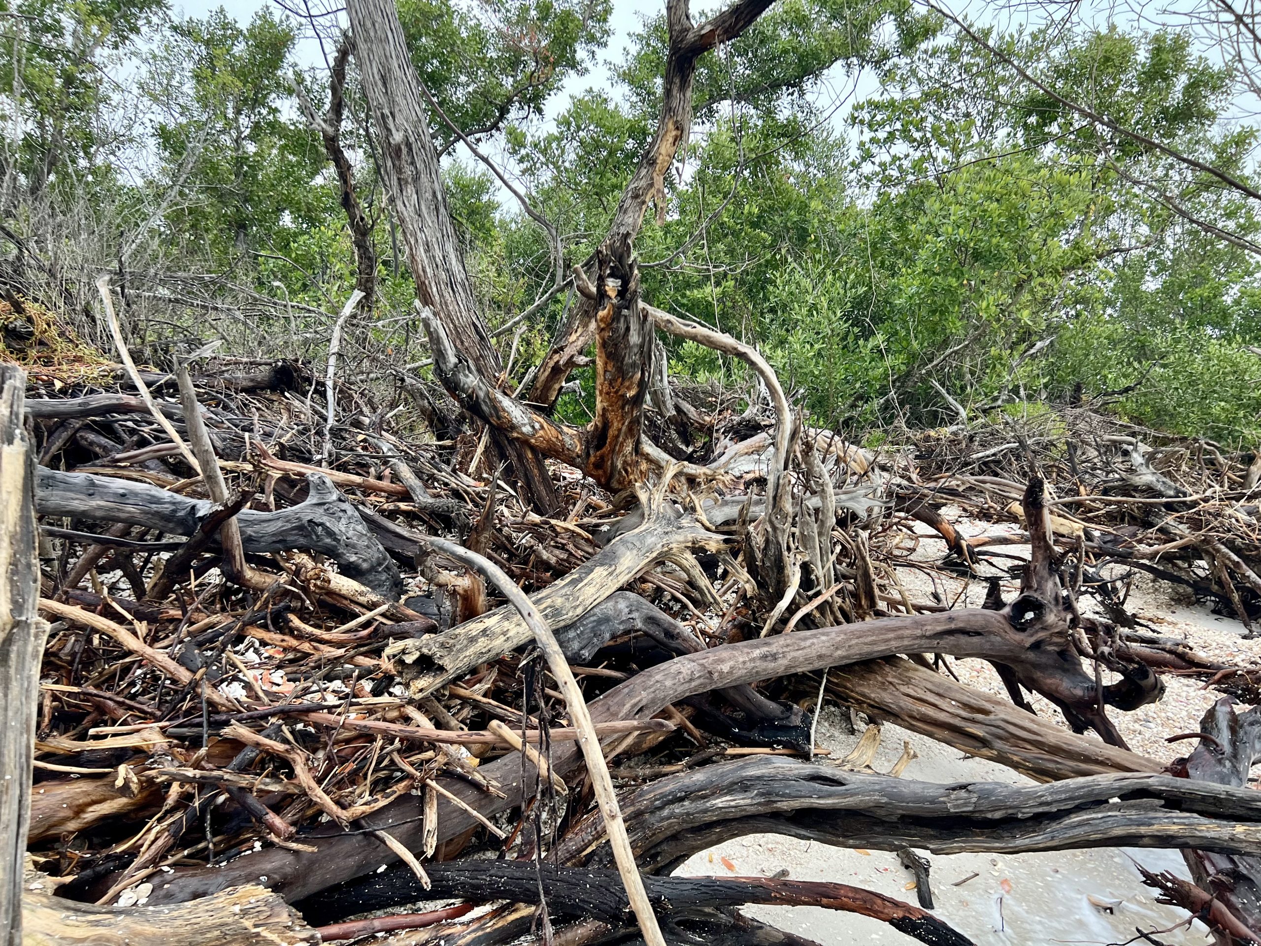 Tangled driftwood on a sandy beach with green trees in background.