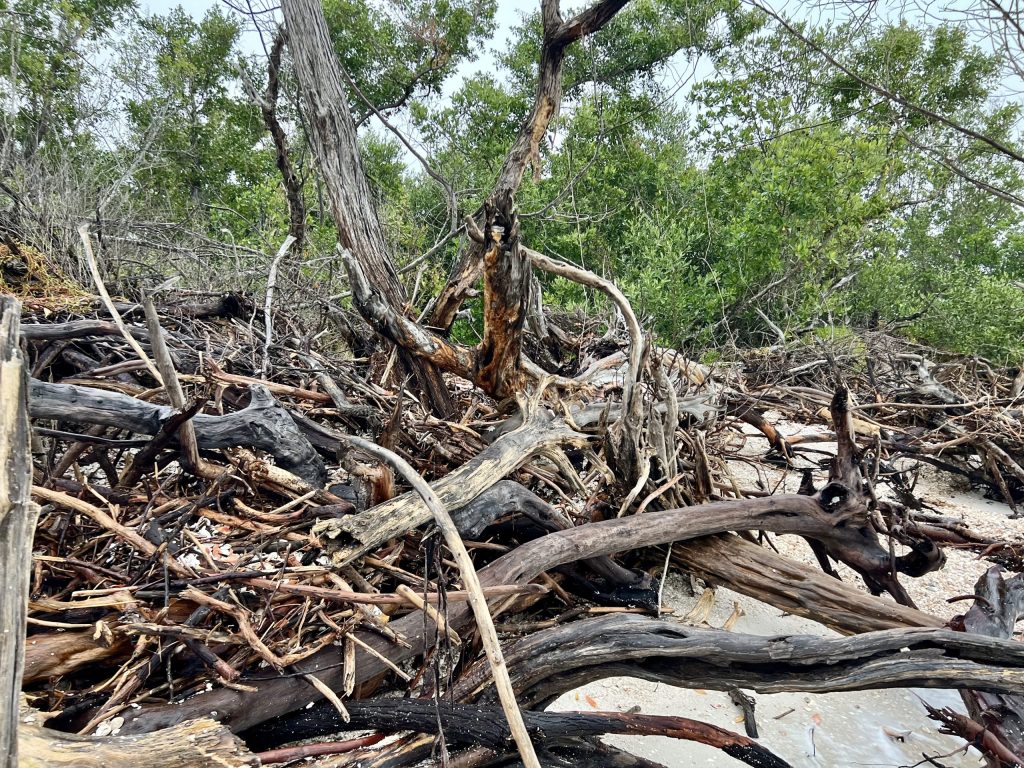 Key Insights from the Florida Master Naturalist Coastal Shoreline Restoration Course