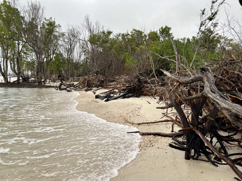 Part 2: Key Insights from the Florida Master Naturalist Coastal Shoreline Restoration Course