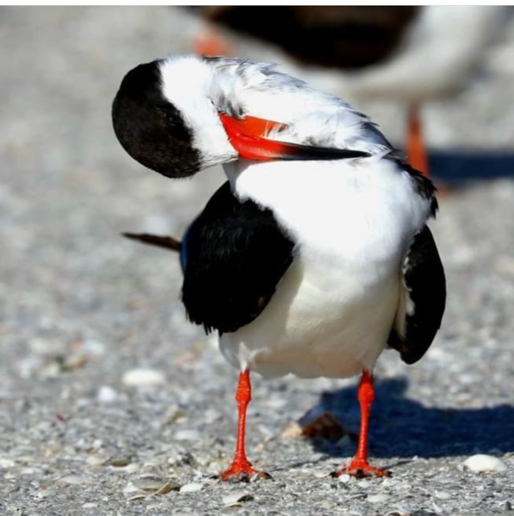 Guardians of the Shore: Ensuring Shorebird Nesting Success in Rookery Bay