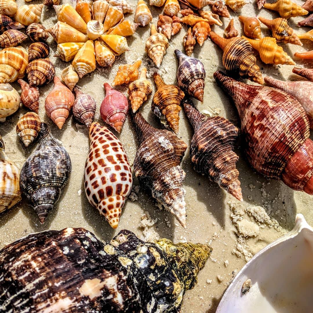 Various seashells arranged on sandy beach surface.