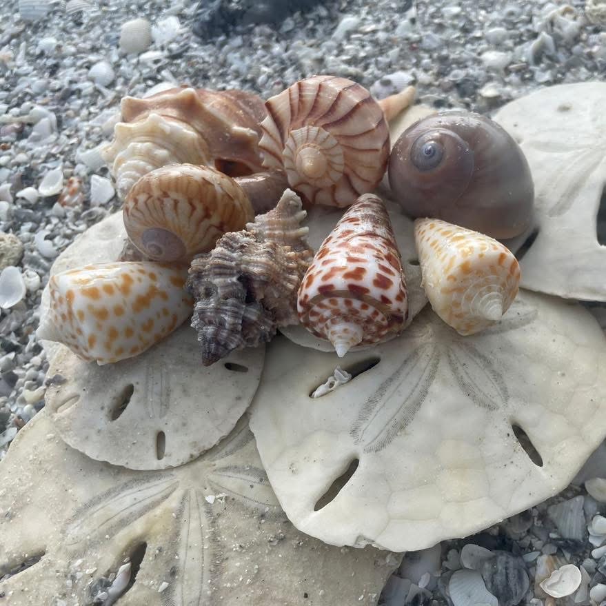 Assorted seashells and sand dollars on a shell-covered beach.