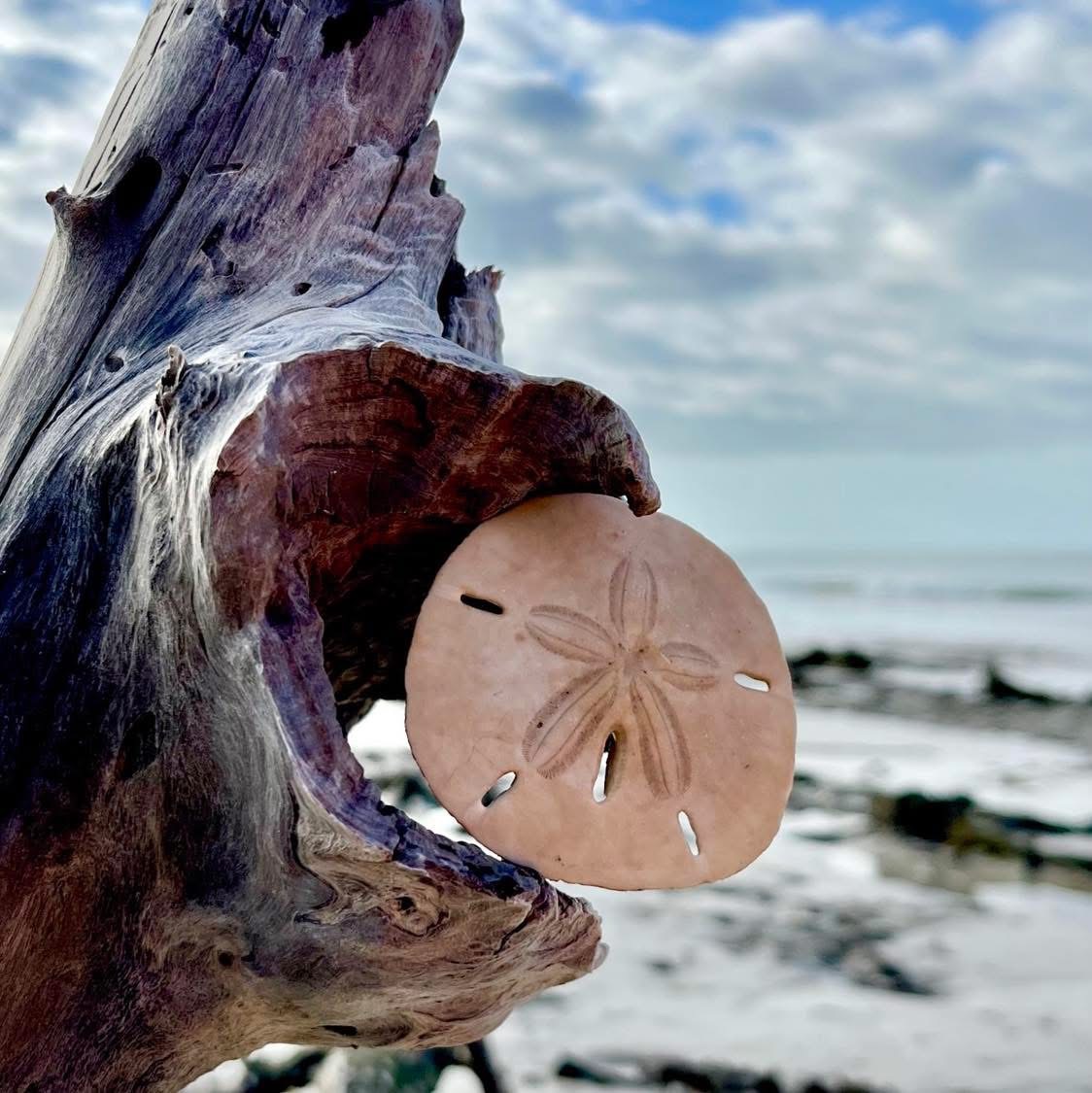 Sand dollar in driftwood with beach and cloudy sky in background.
