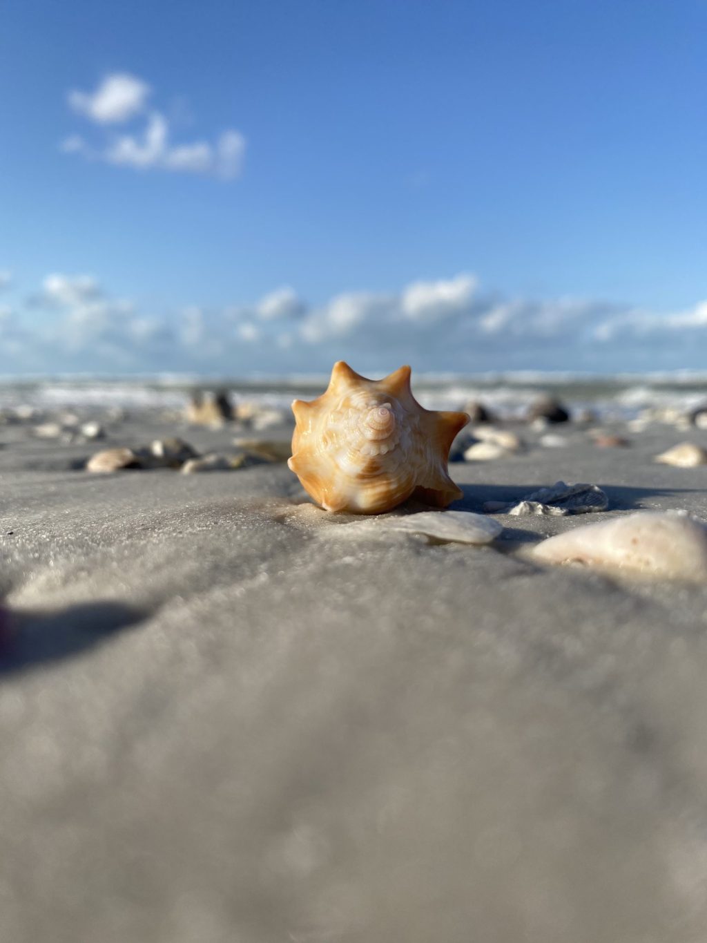 The Great Tidal Shift: Why Fall is the Best Shelling Season of the Year