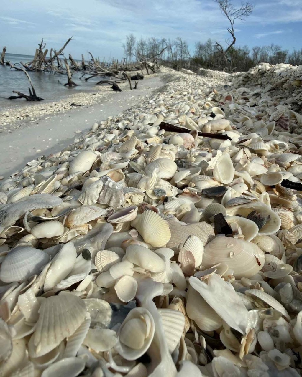 Expert Winter Shelling Forecast 2025-26 | Marco Island Tours