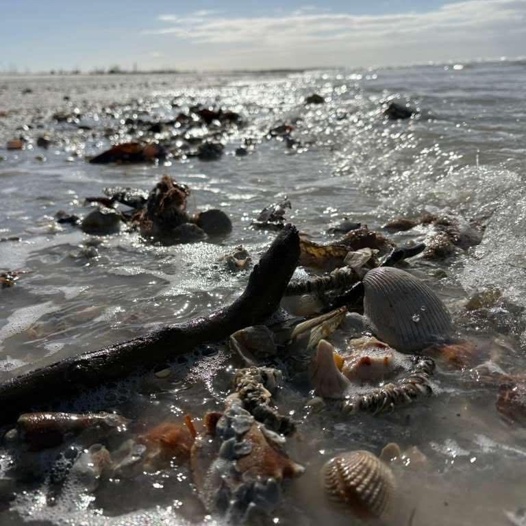 Marco Island Shelling Tours – Spring 2026 King Tides & And Giant Shell Forecast 🐚