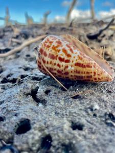 Close-up of a patterned seashell on wet sand with blurred background.