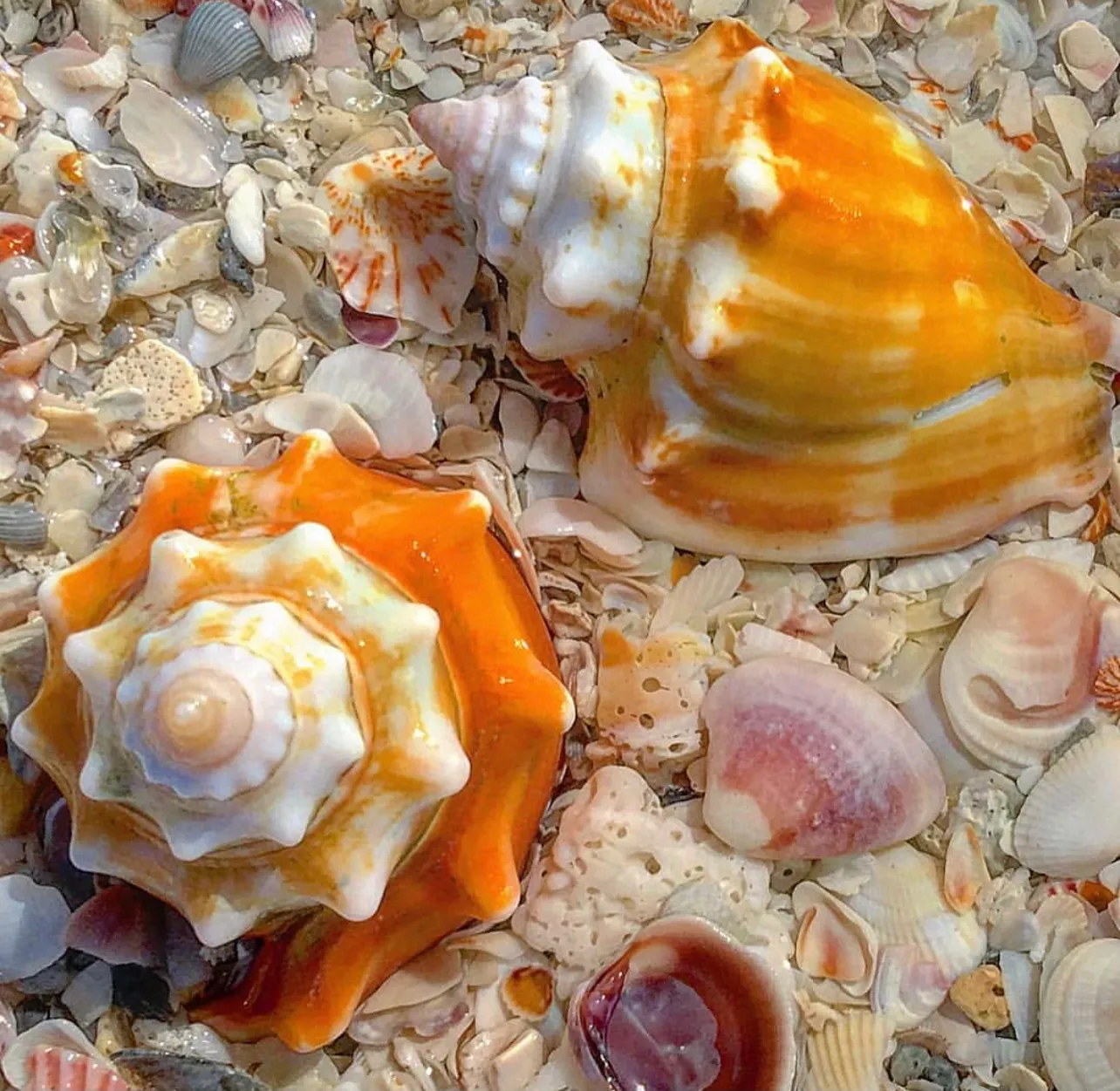 Two colorful seashells on sand with small shell fragments.