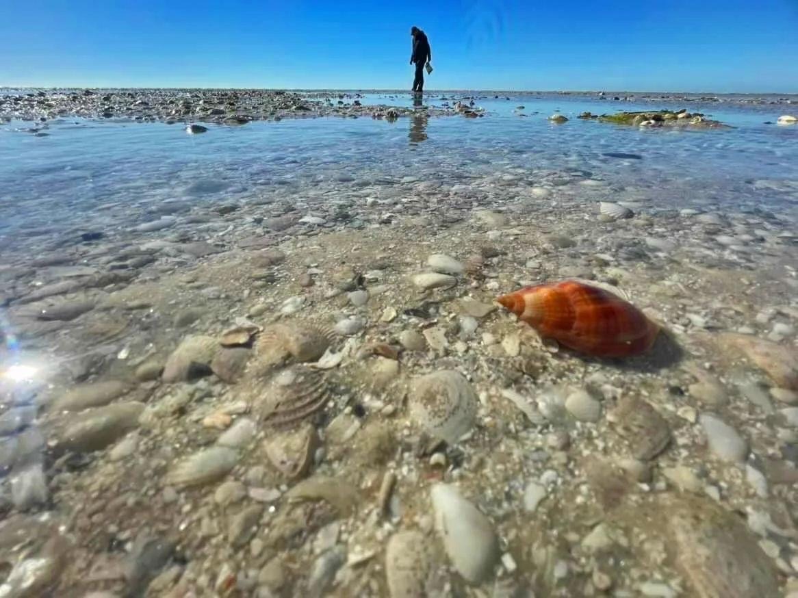 Person walking on a rocky shoreline with a large seashell in the foreground.