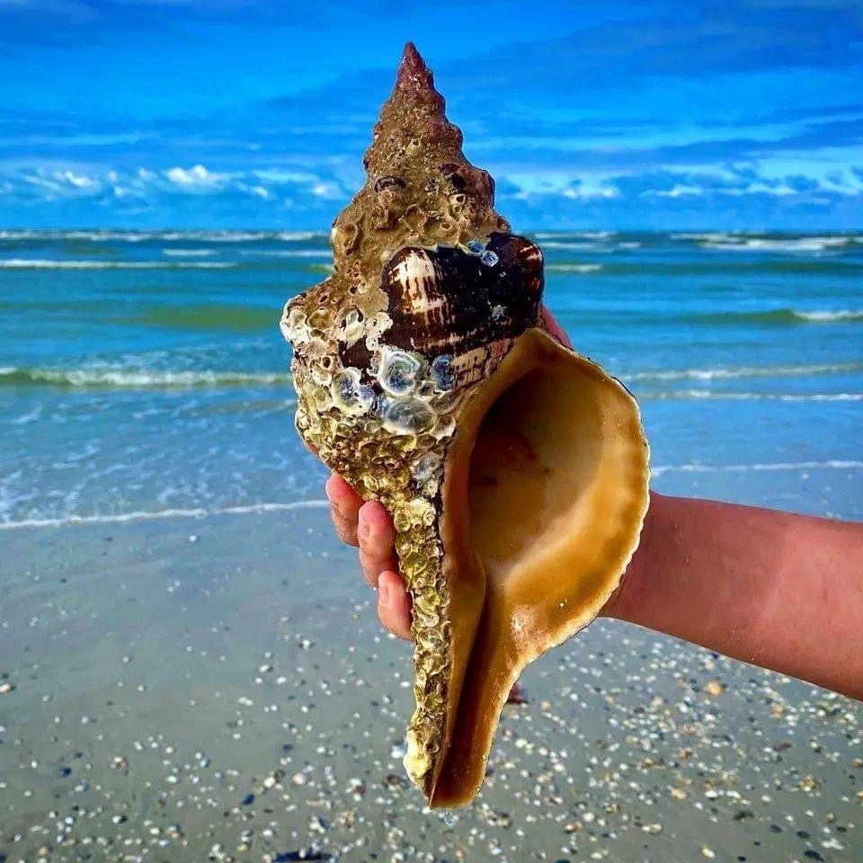 Hand holding large sea shell with barnacles on a beach, ocean waves in the background.