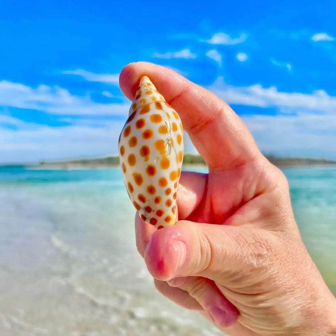 Hand holding spotted shell with ocean background.