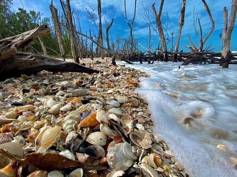 Beach with shells and driftwood; waves lapping at the shore under a blue sky.