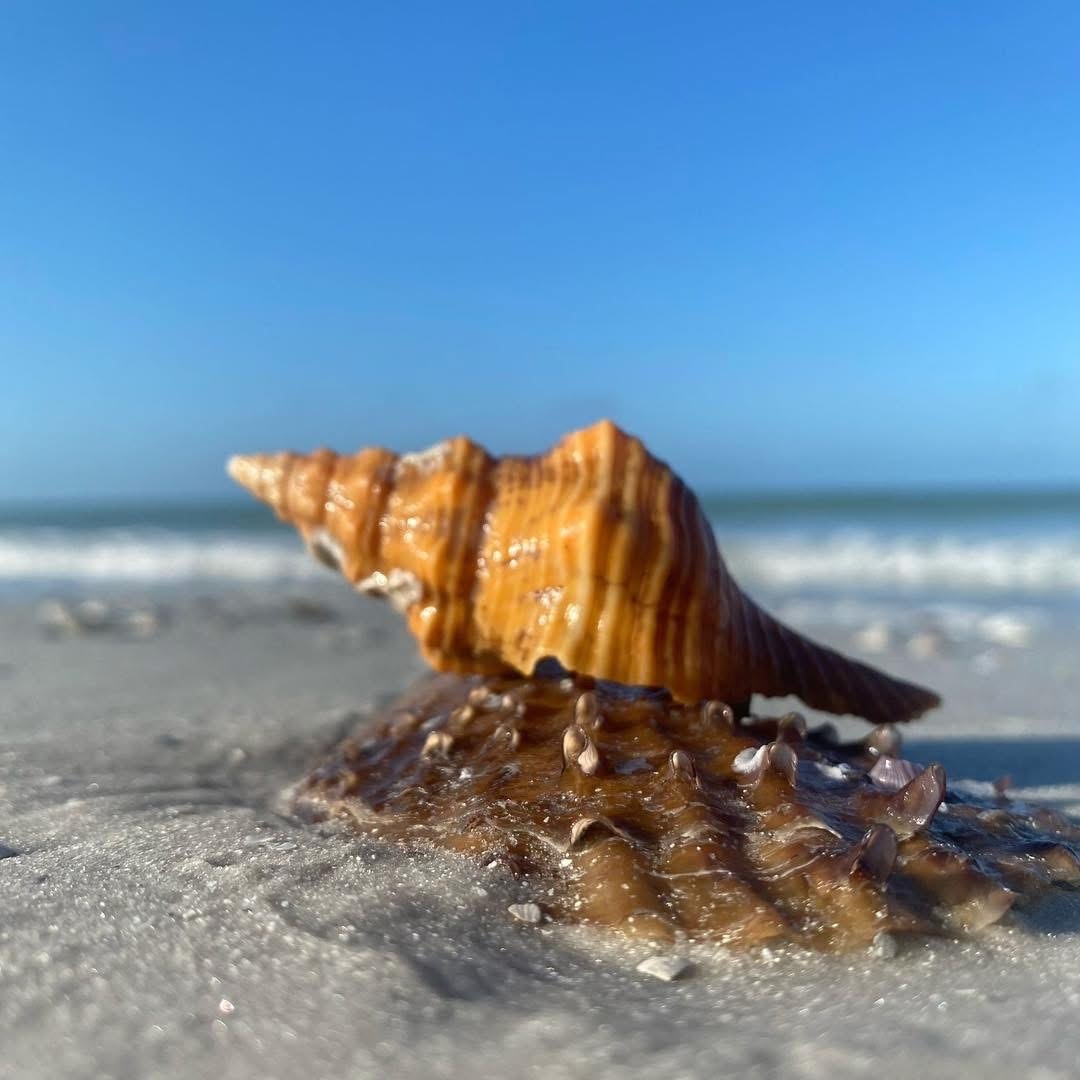 Close-up of a seashell on a sandy beach with blue sky.