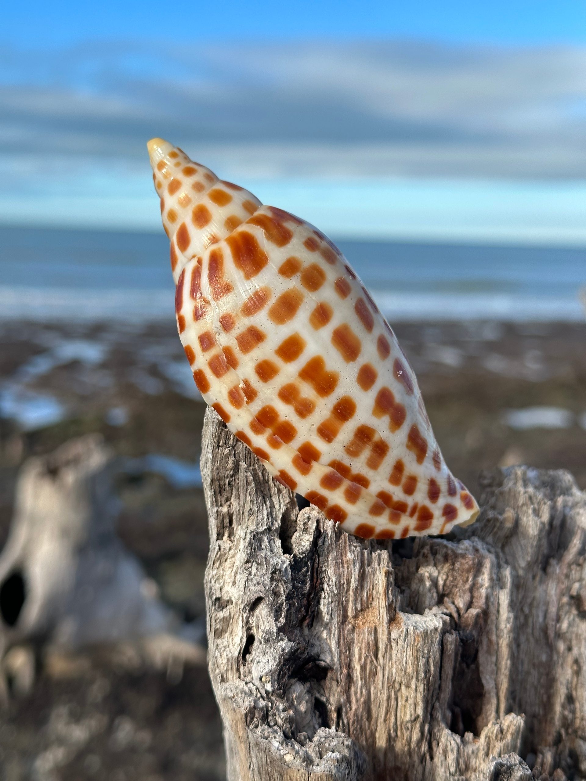 Spotted seashell on driftwood near the ocean.