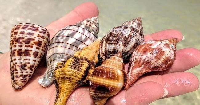 Hand holding various colorful seashells near the shoreline.