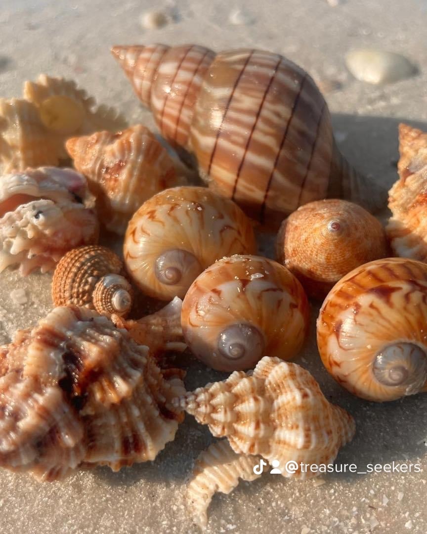 Various seashells on sandy surface in sunlight.