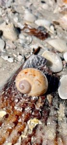 Seashells on sandy beach, focus on spiral shell.