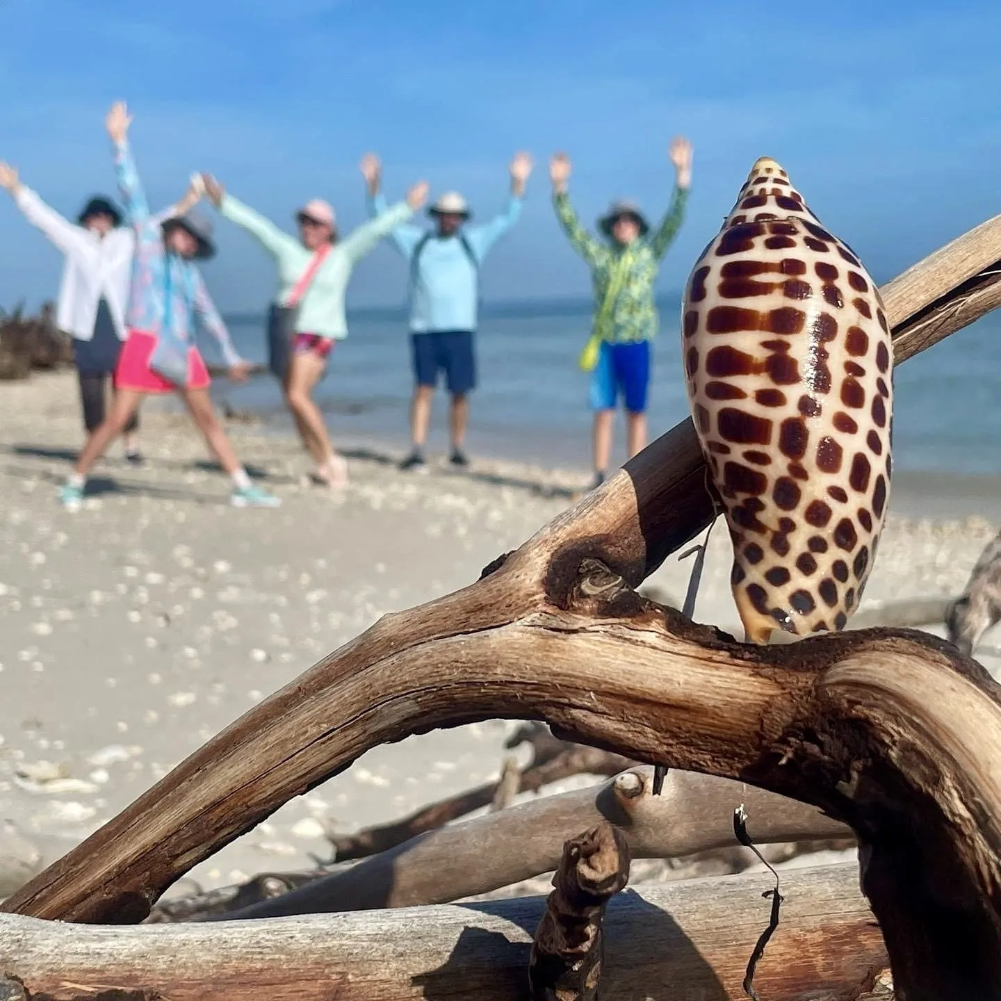 Shell on driftwood with five people posing on a beach in the background.