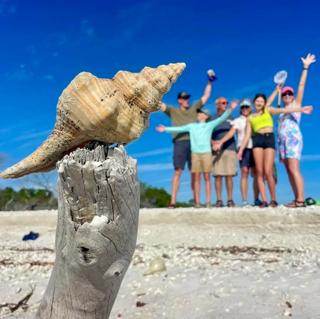 Seashell on driftwood with people posing in background on a sunny beach.