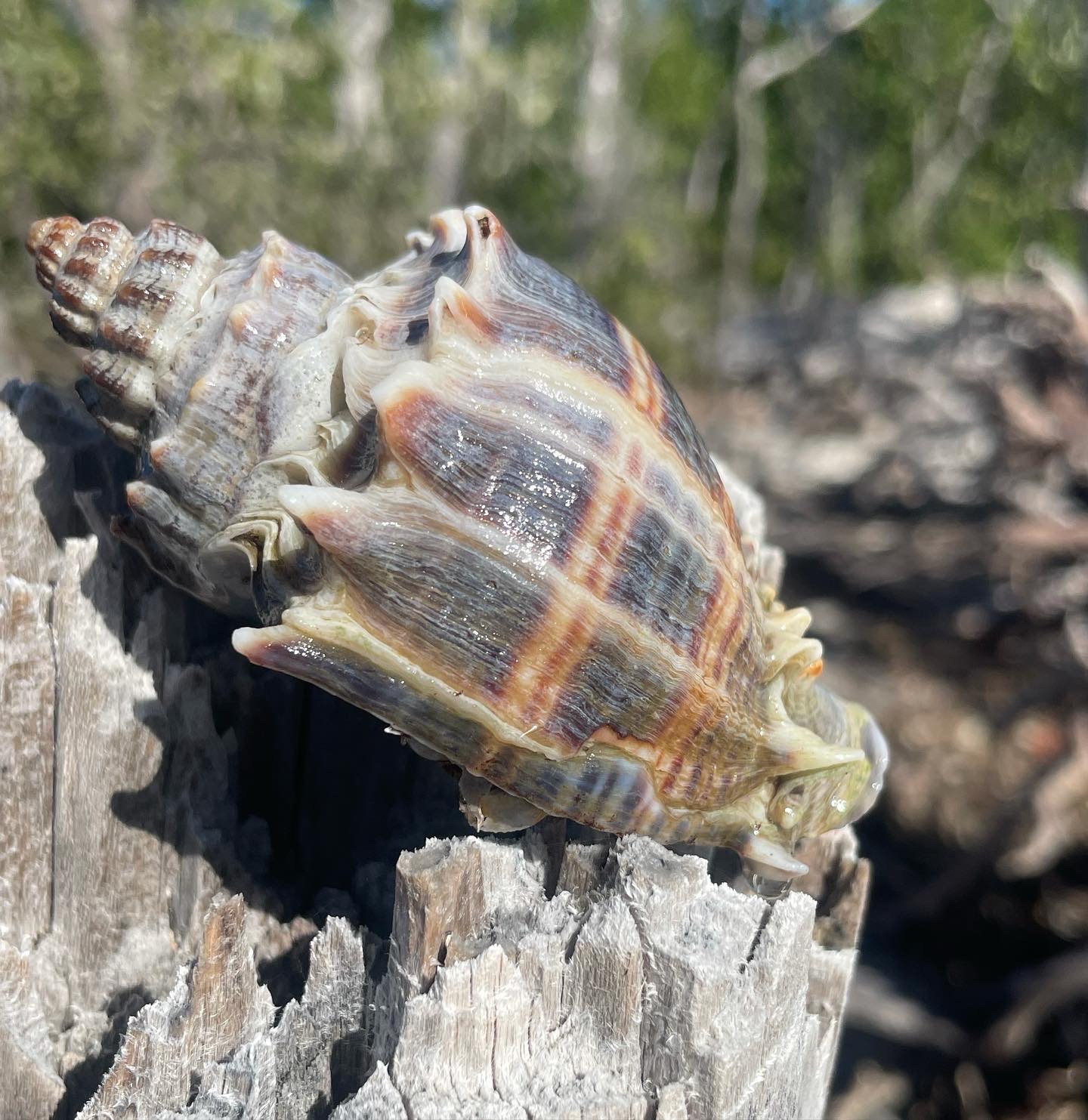 Close-up of a conch shell on a weathered tree stump outdoors.