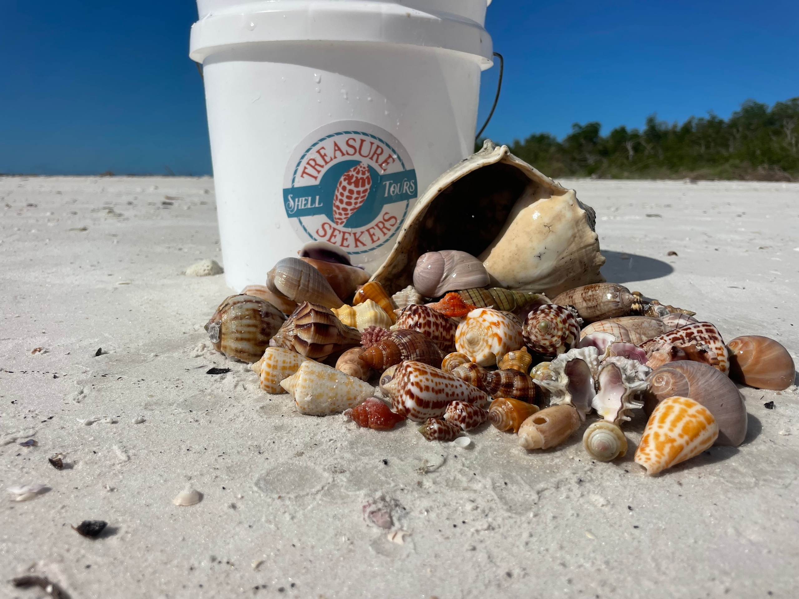A bucket labeled 'Treasure Seekers' with seashells on sandy beach.