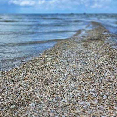 Close-up of a shell-covered beach with gentle waves.