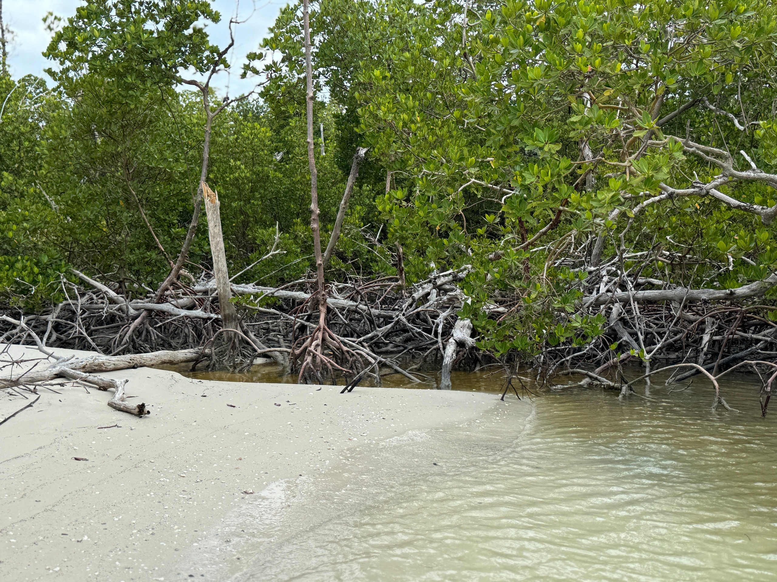 Sandy beach with exposed mangrove roots and lush green leaves.