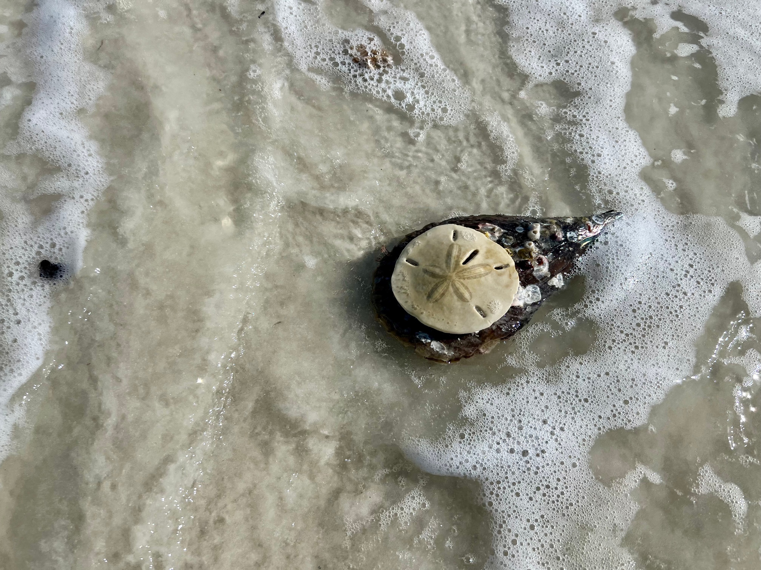 Sand dollar and shell on sandy beach with gentle waves.