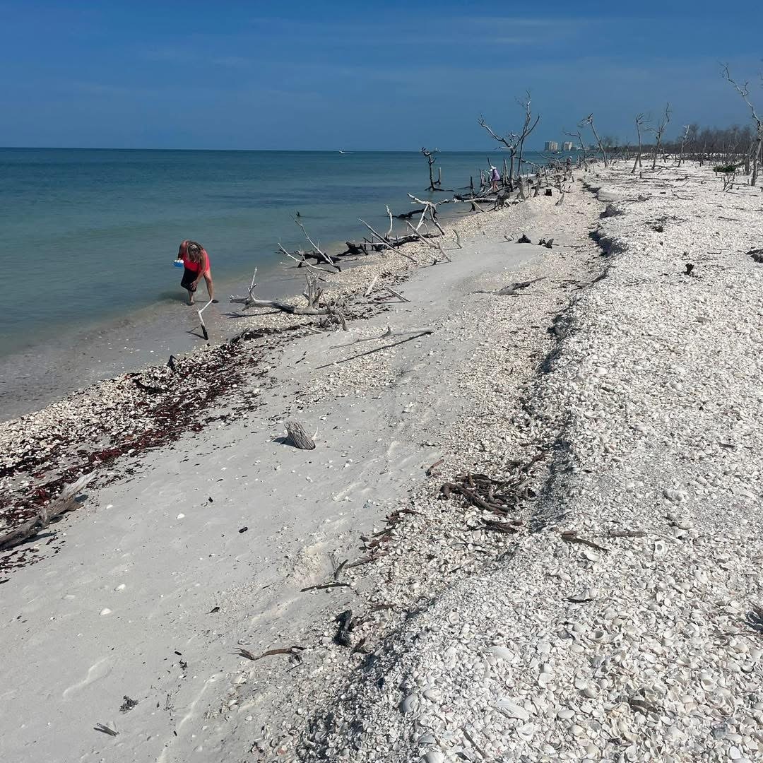 Person walking along a shell-covered beach with driftwood and a clear blue sea.