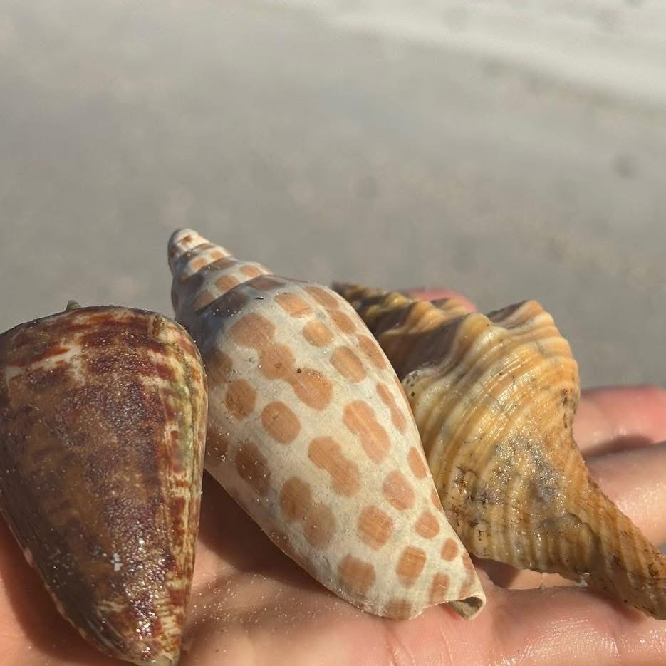 Hand holding three different seashells on a sandy beach.