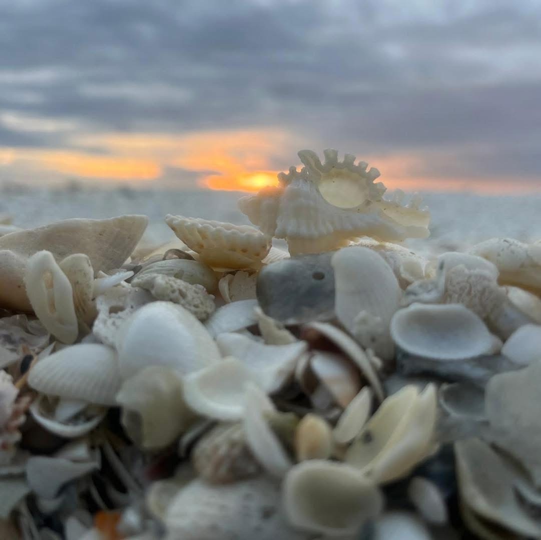 Close-up of seashells on a beach with a cloudy sunset in the background.