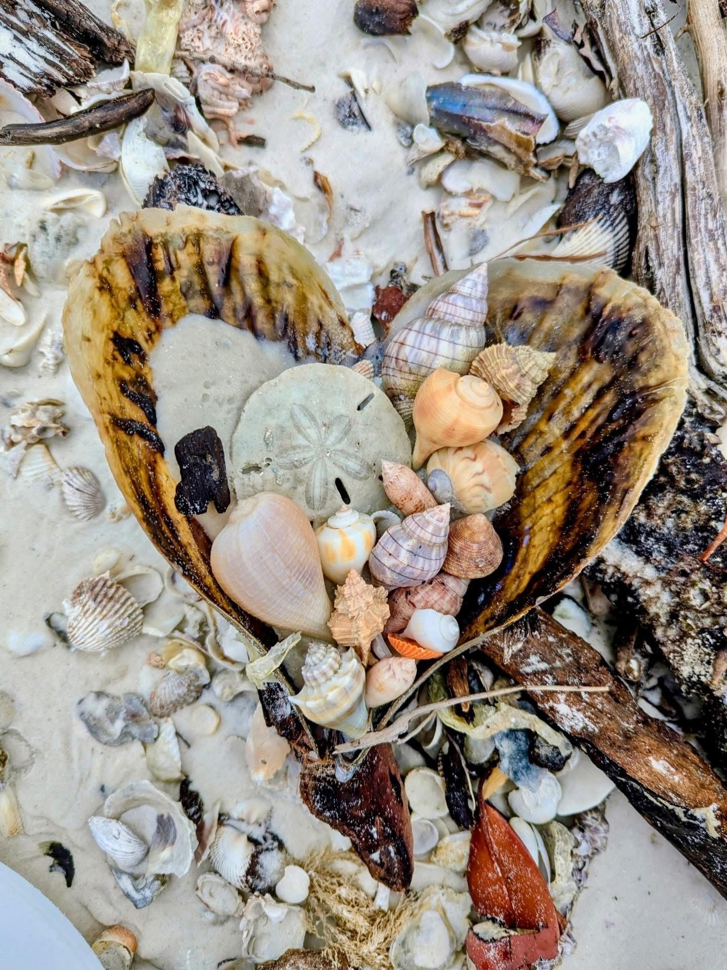 Heart-shaped shell filled with various seashells and a sand dollar on a sandy beach.