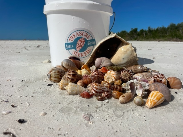 Collection of seashells on sand near a bucket labeled 'Treasure Seekers'.