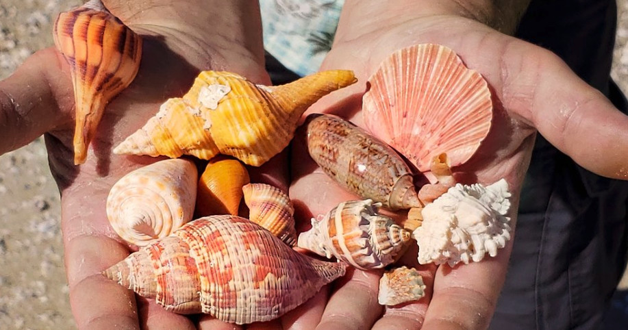 Hands holding various colorful seashells on a beach.